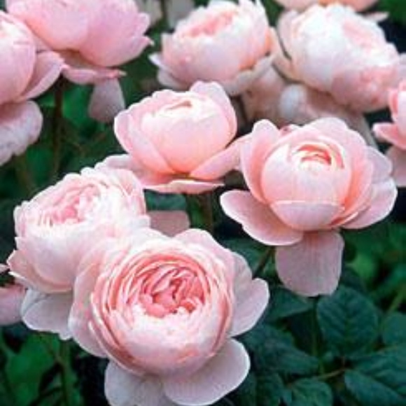 Meet your Posher, mohallo8 - Picture 1 of 1